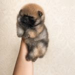 Pomerania tipo ORSETTO con Pedigree ENCI