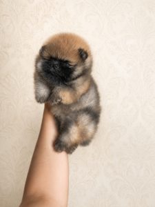 Pomerania tipo ORSETTO con Pedigree ENCI