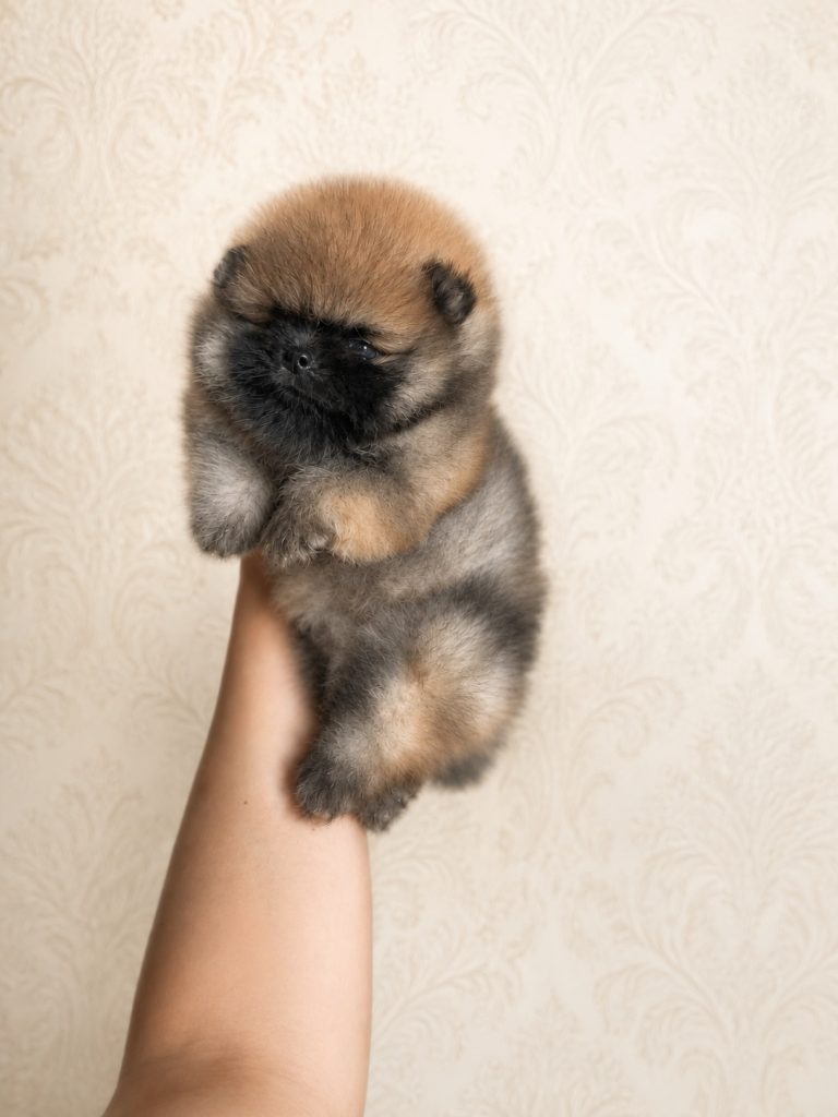 Pomerania tipo ORSETTO con Pedigree ENCI