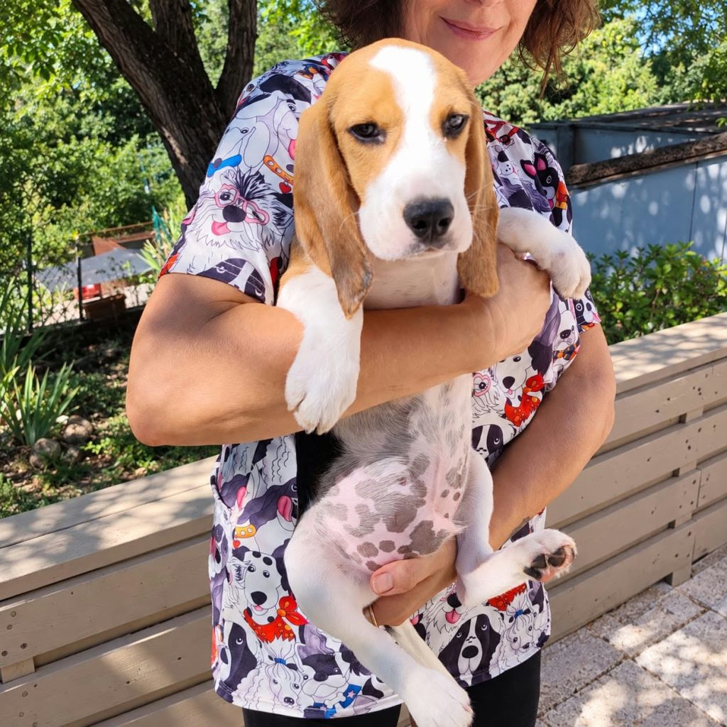 Beagle maschio tricolore