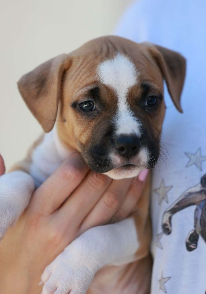 Cuccioli di American Staffordshire Terrier