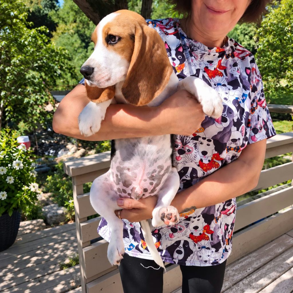 Beagle maschio tricolore