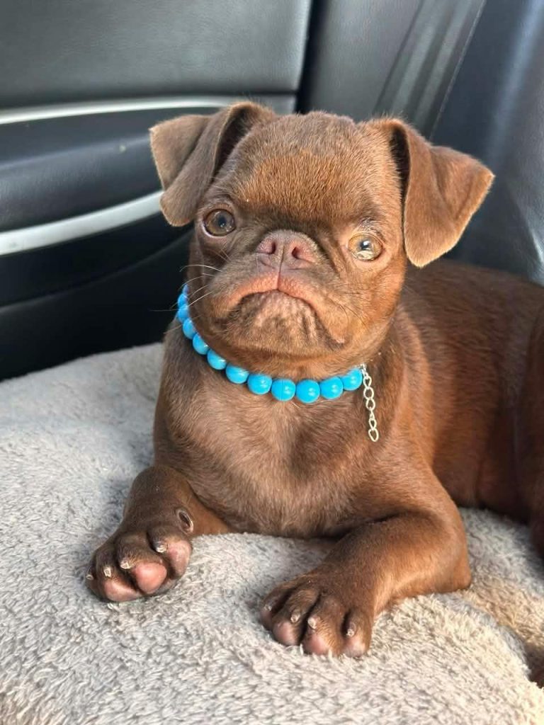 Chocolate Brussel Griffon Petit Brabançon (Smooth Brussel Griffon) cuccioli