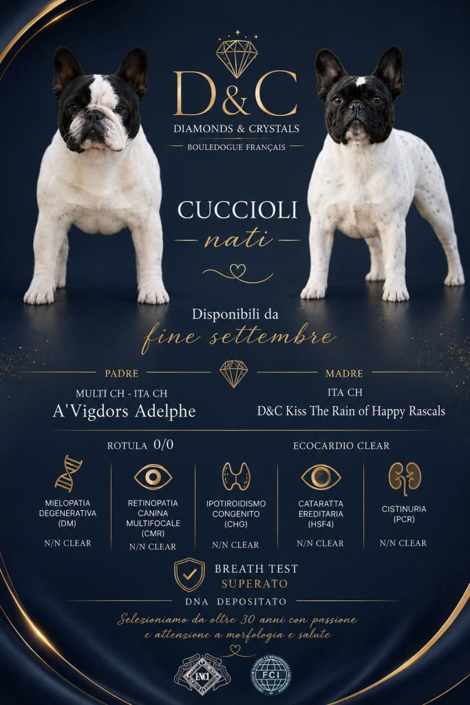 BOULEDOGUE FRANCESE – CUCCIOLI DISPONIBILI