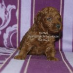 BARBONCINI TOY CUCCIOLI ITALIANI ROSSI