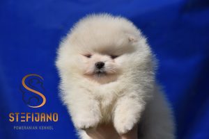 Pomeranian BOO orsetti, cuccioli di Spitz di Pomerania
