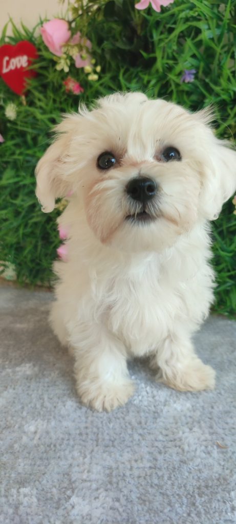 Bolonka Zwetna e Maltese – cuccioli