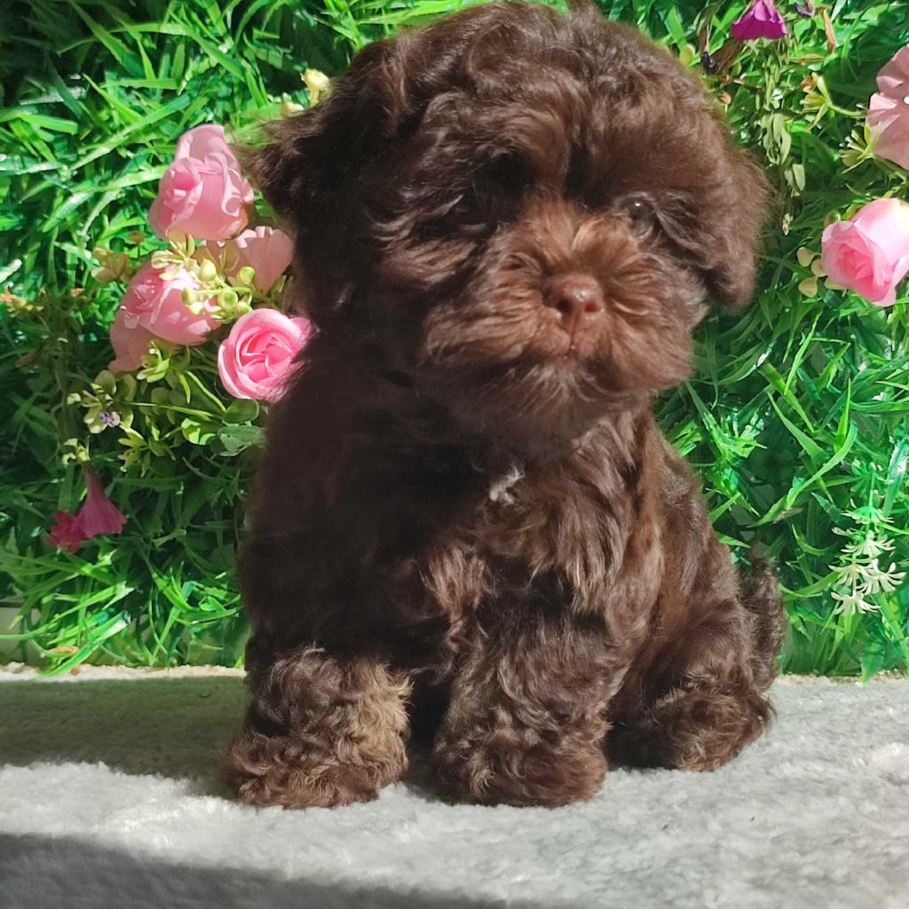 Bolonka Zwetna e Maltese – cuccioli