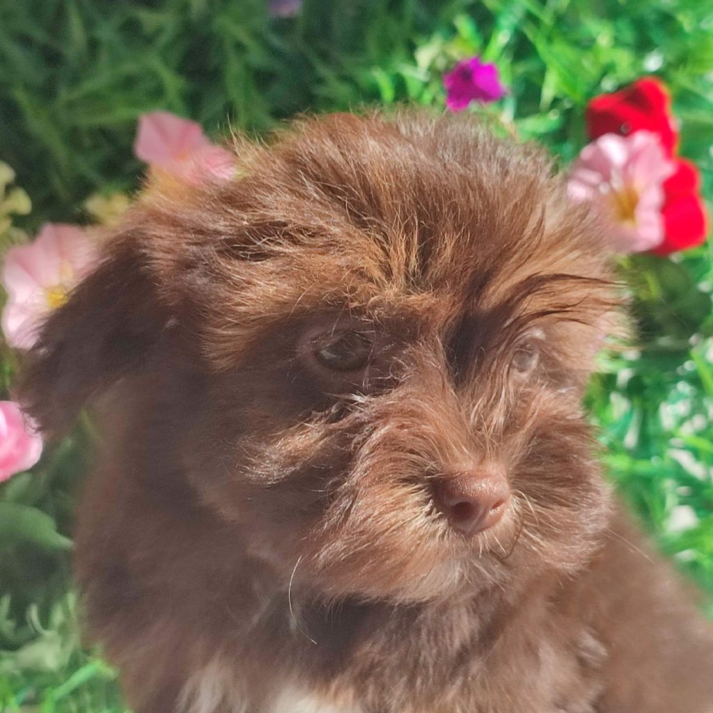 Bolonka Zwetna e Maltese – cuccioli