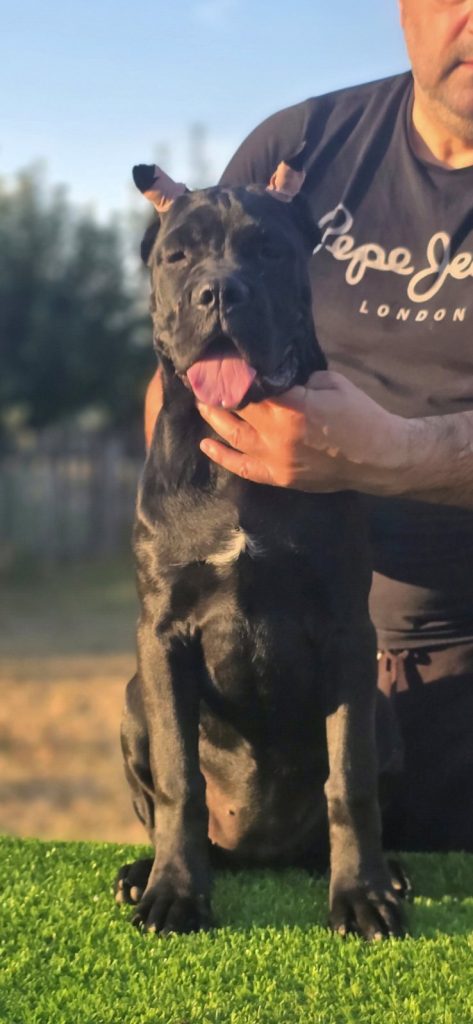 Cane Corso – cucciola femmina