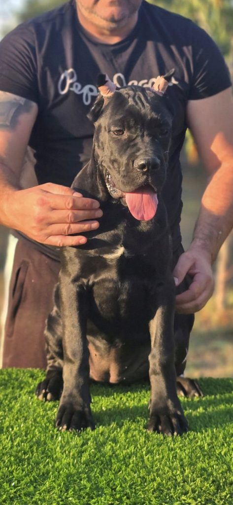 Cane Corso – cucciola femmina