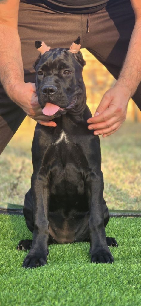 Cane Corso – cucciola femmina