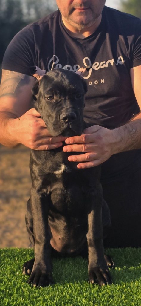 Cane Corso – cucciola femmina