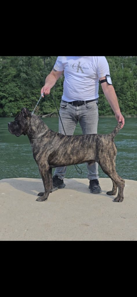 Cane Corso – cucciola femmina