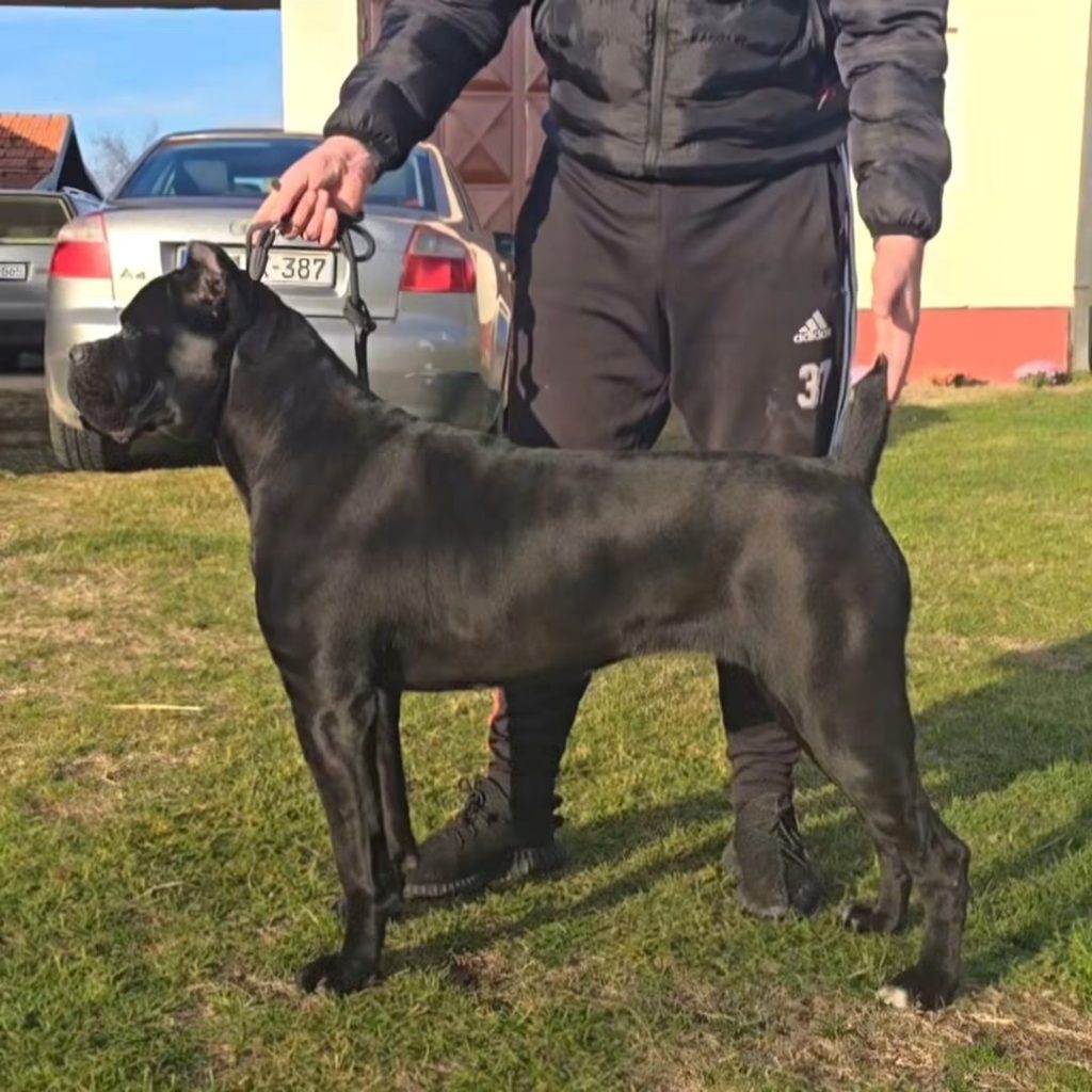 Cane Corso – cucciola femmina