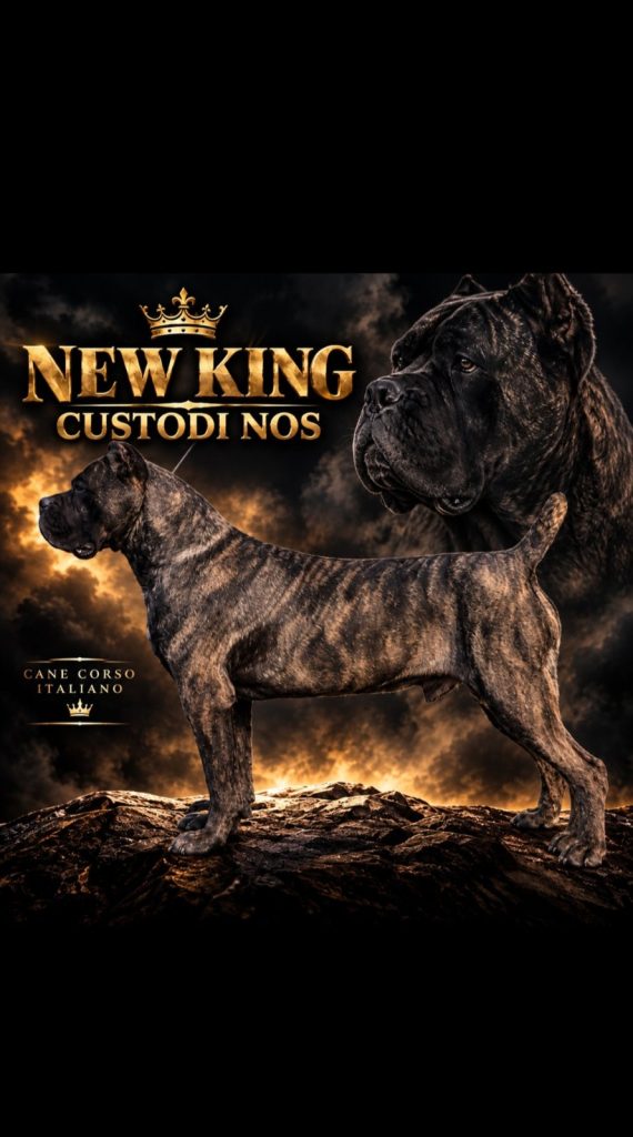 Cane Corso – cucciola femmina