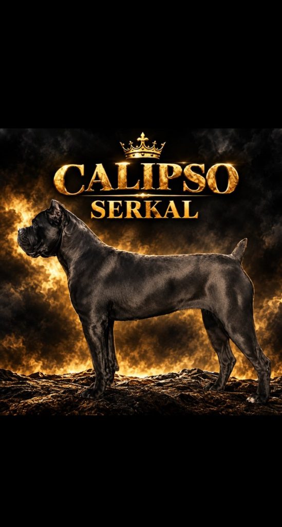 Cane Corso – cucciola femmina