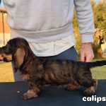 Cuccioli Di Bassotto Nano Pelo Duro - alta geneaologia
