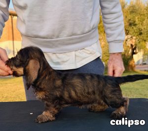 Cuccioli Di Bassotto Nano Pelo Duro - alta geneaologia