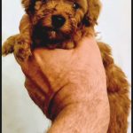 Barboncini toy red con pedigree ENCI