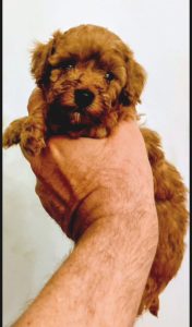 Barboncini toy red con pedigree ENCI