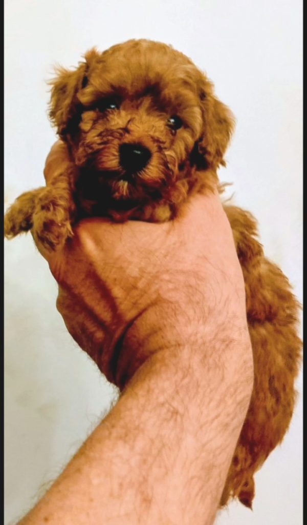 Barboncini toy red con pedigree ENCI