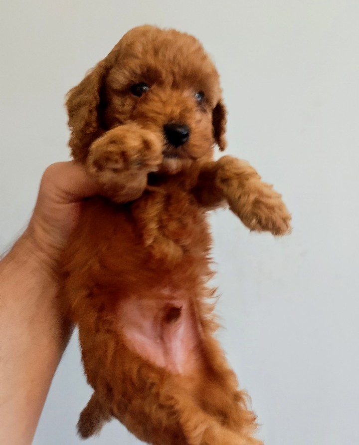 Barboncini toy red con pedigree ENCI