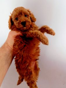 Barboncini toy red con pedigree ENCI