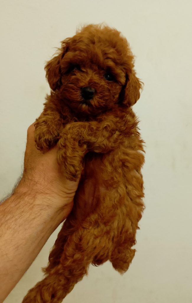 Barboncini toy red con pedigree ENCI