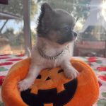 Femminucchia chihuahua pelo lungo pedigree enci