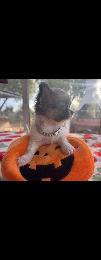 Femminucchia chihuahua pelo lungo pedigree enci