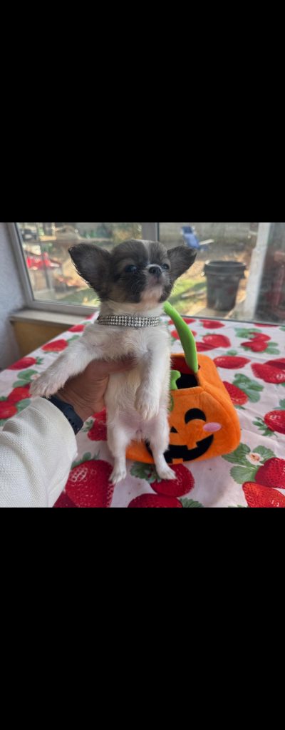 Femminucchia chihuahua pelo lungo pedigree enci