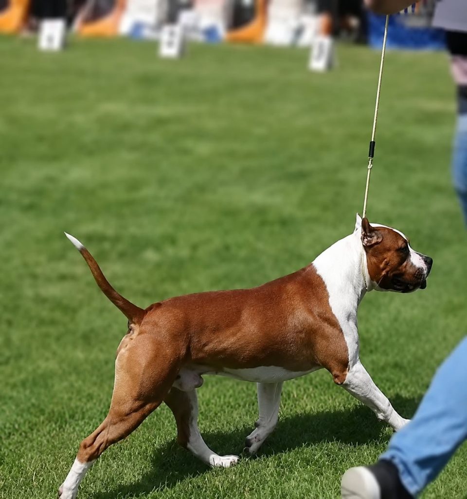 American Staffordshire Terrier – Bellissimi Cuccioli