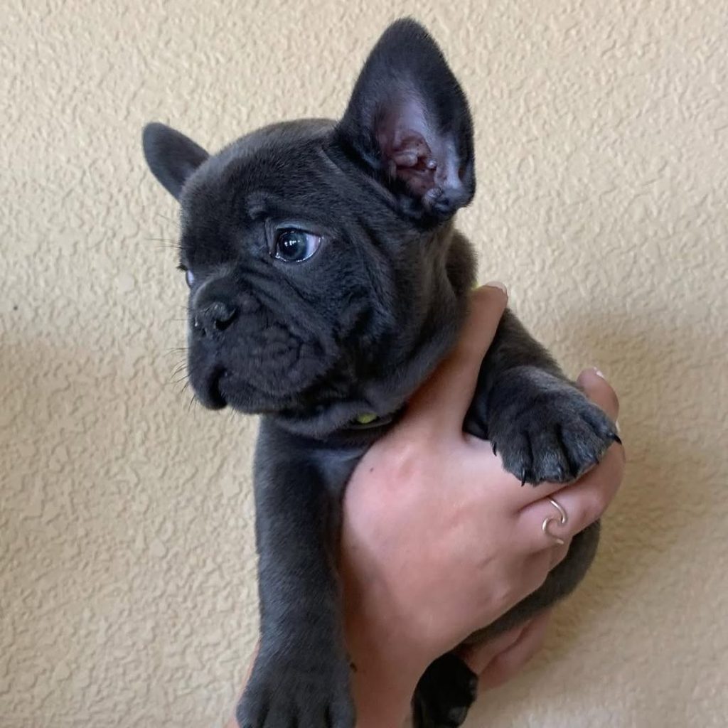 🐾 Cuccioli di Bulldog Francese pronti per la loro casa definitiva! 🐶❤️