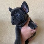 🐾 Cuccioli di Bulldog Francese pronti per la loro casa definitiva! 🐶❤️