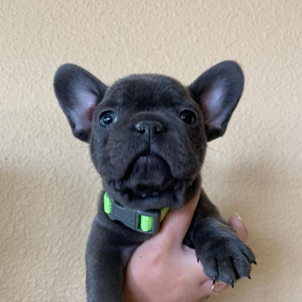🐾 Cuccioli di Bulldog Francese pronti per la loro casa definitiva! 🐶❤️