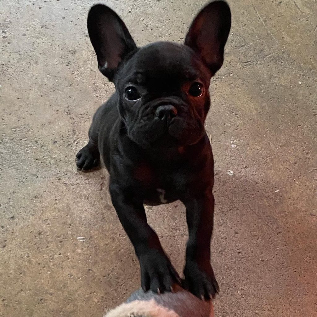 🐾 Cuccioli di Bulldog Francese pronti per la loro casa definitiva! 🐶❤️