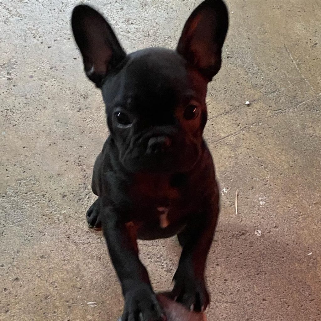 🐾 Cuccioli di Bulldog Francese pronti per la loro casa definitiva! 🐶❤️