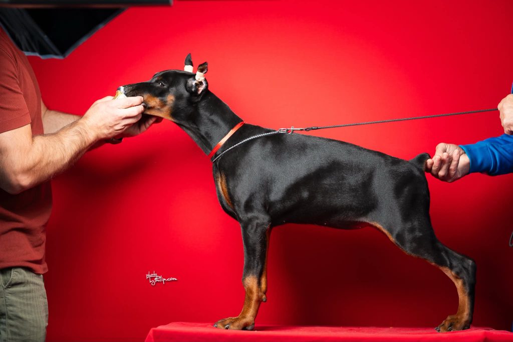 Cuccioli di Dobermann