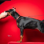 Cuccioli di Dobermann