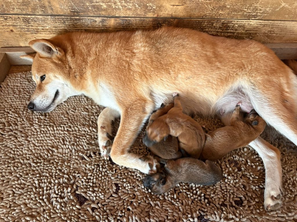 Shiba Inu cuccioli con Pedigree