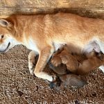 Shiba Inu cuccioli con Pedigree