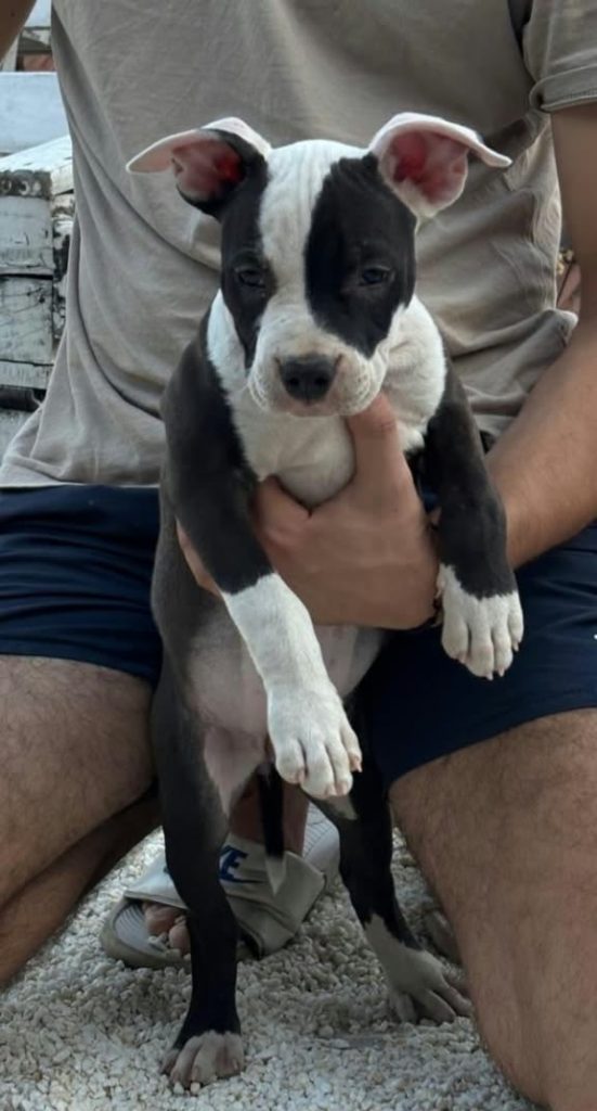 American Staffordshire Terrier – Bellissimi Cuccioli