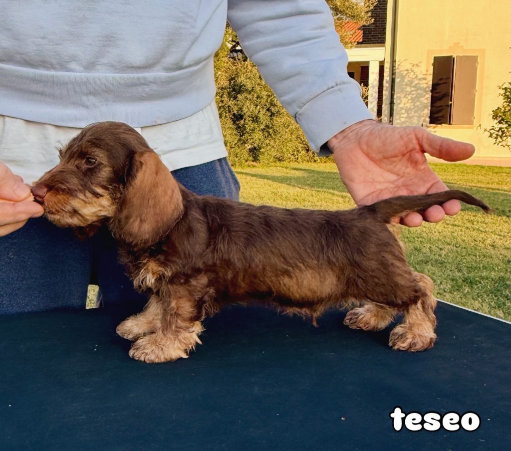 Cuccioli Di Bassotto Nano Pelo Duro - alta geneaologia