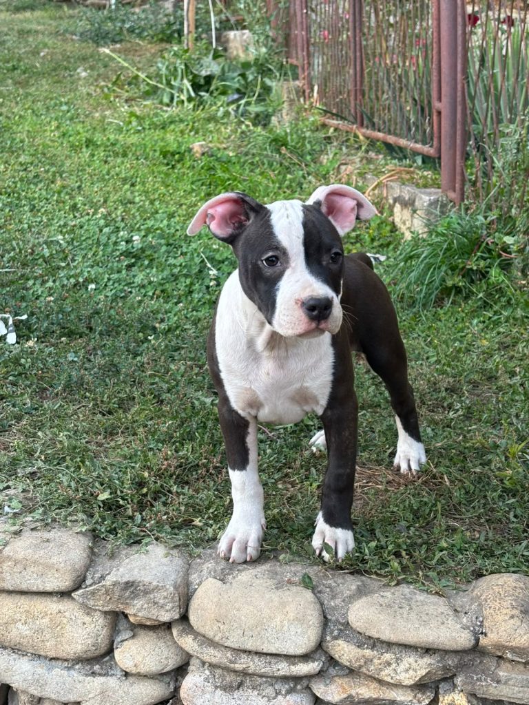American Staffordshire Terrier – Bellissimi Cuccioli
