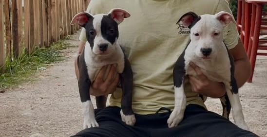 American Staffordshire Terrier – Bellissimi Cuccioli