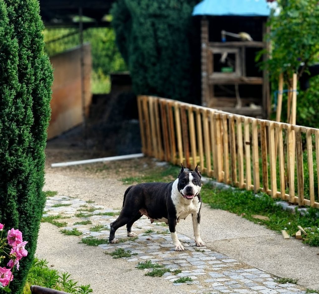 American Staffordshire Terrier – Bellissimi Cuccioli