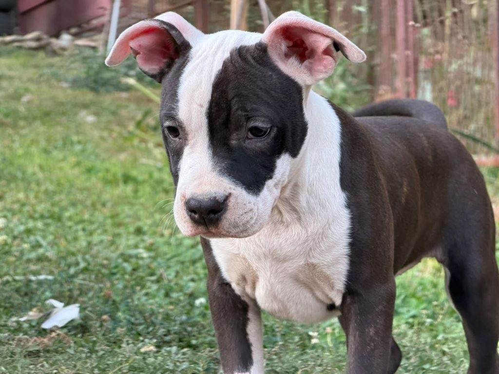 American Staffordshire Terrier – Bellissimi Cuccioli