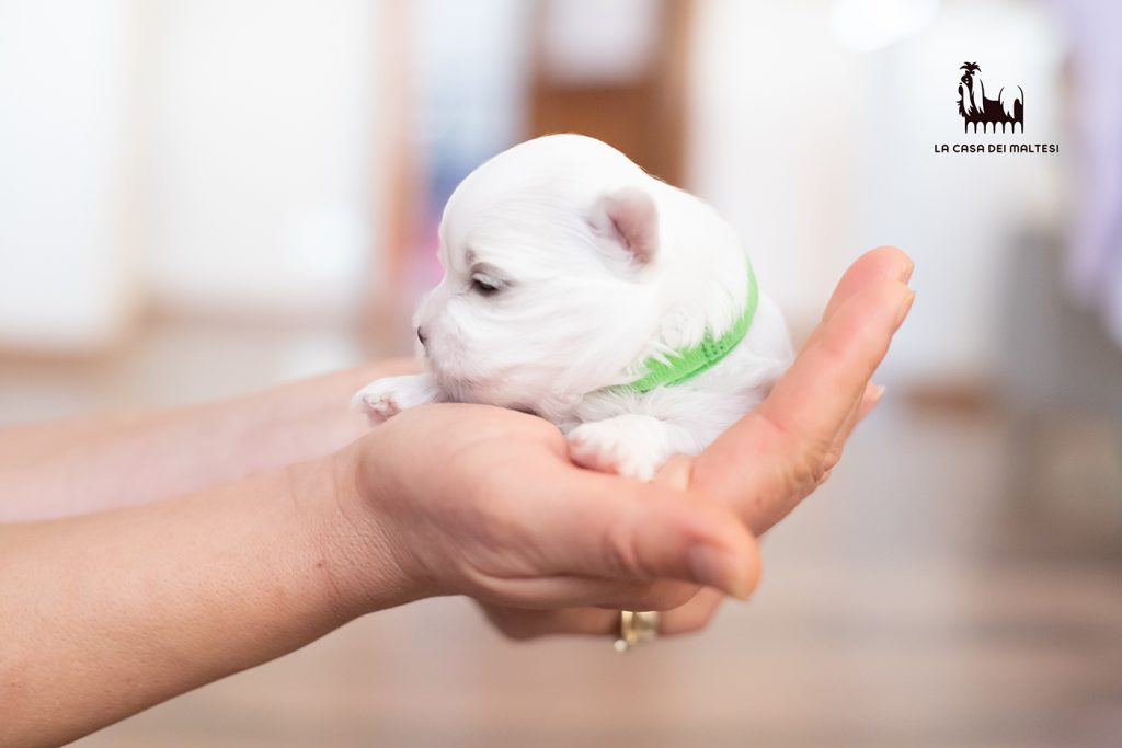 Cuccioli di Maltese con Pedigree ENCI – La Casa dei Maltesi (Cuneo)