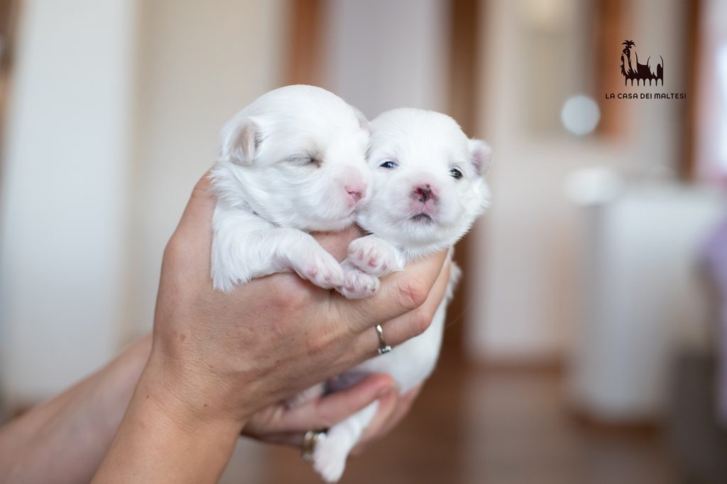 Cuccioli di Maltese con Pedigree ENCI – La Casa dei Maltesi (Cuneo)